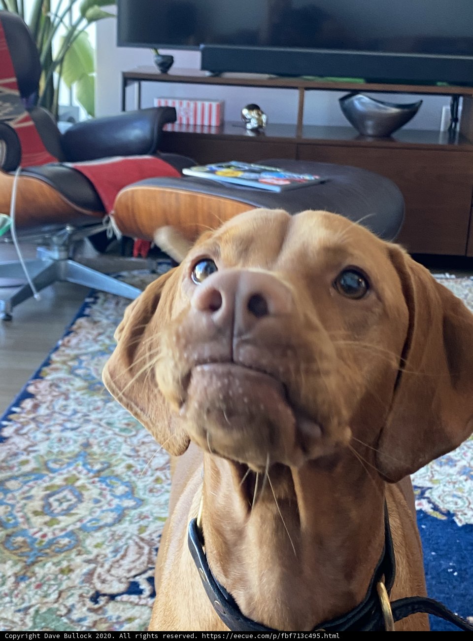 Furry Companion in the Living Room