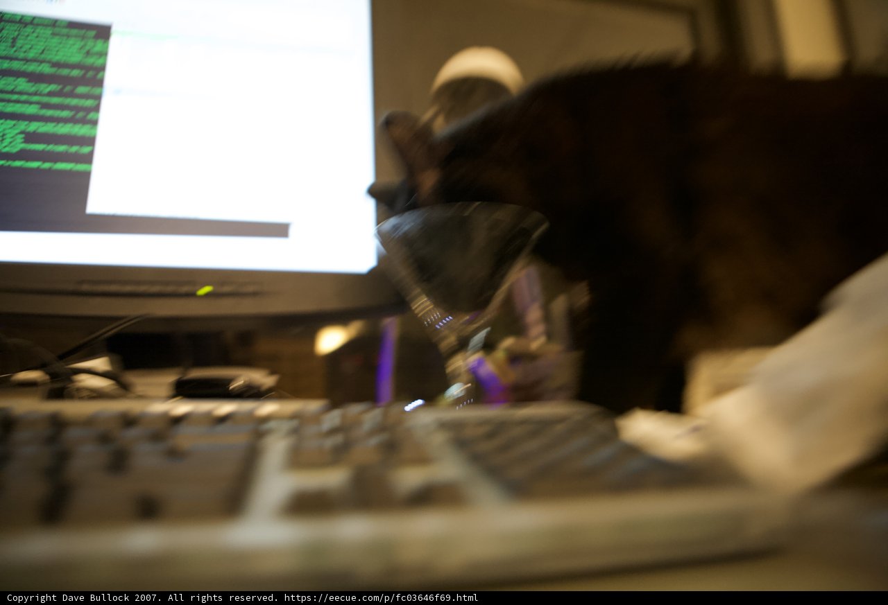 Feline IT Specialist