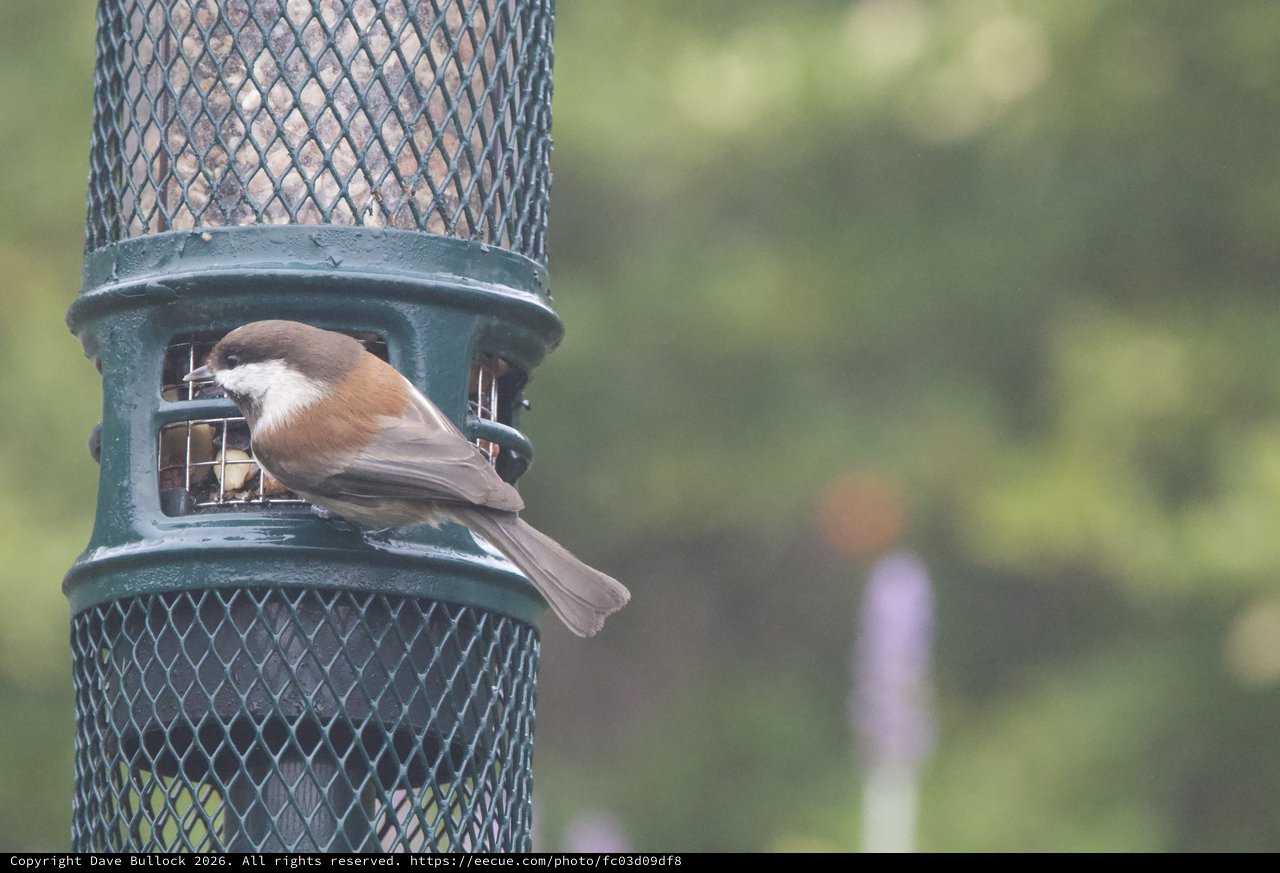 Boreal Chickadee Feeding at Garden Bird Feeder