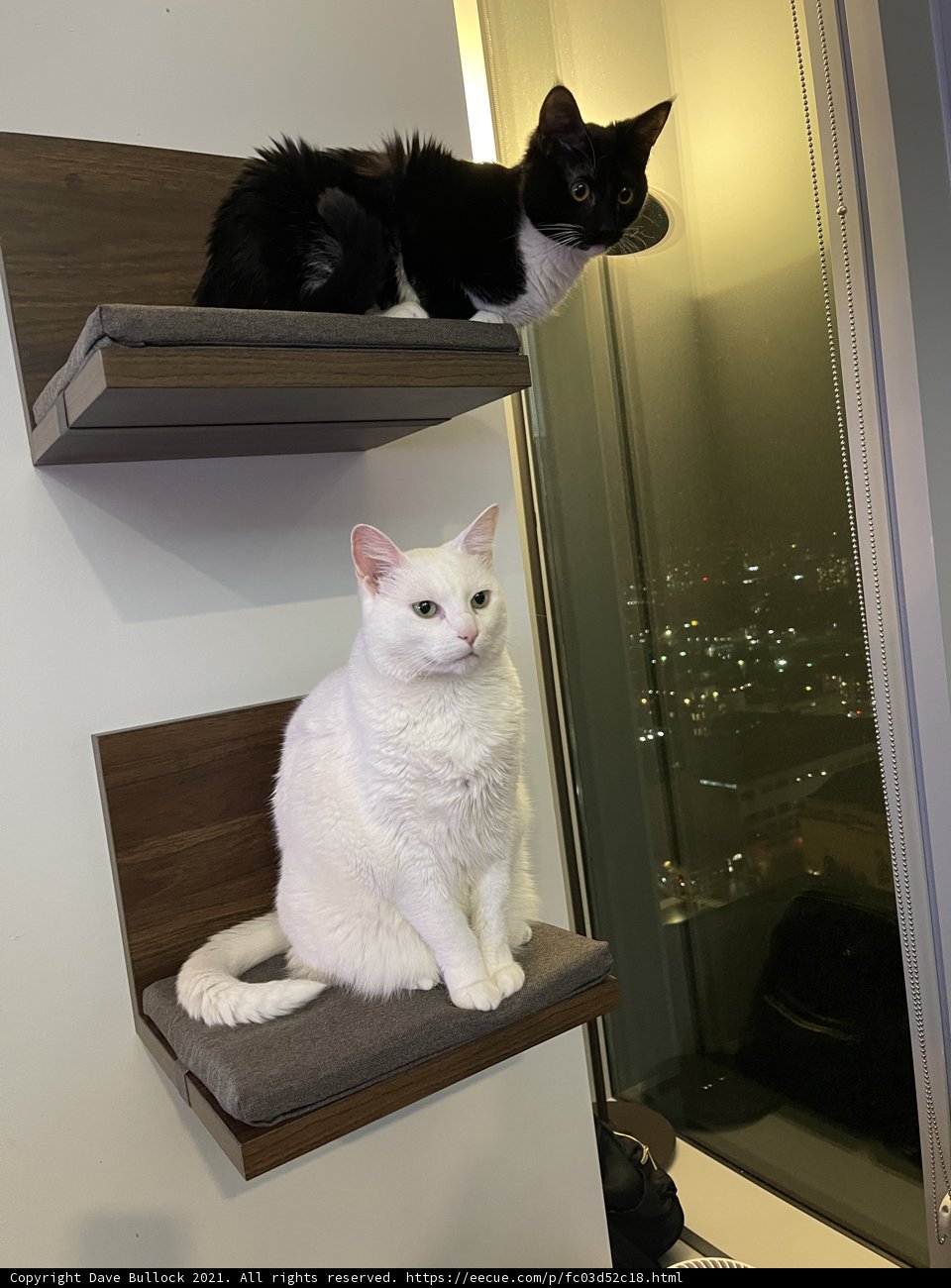 Feline Friends on a Wooden Shelf
