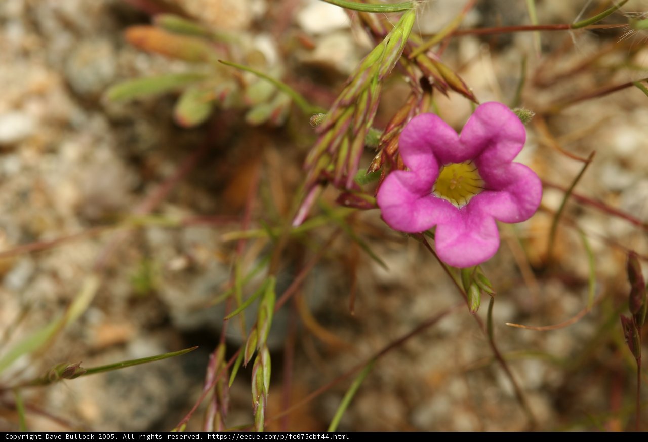 Lone Pink Geranium in the Field