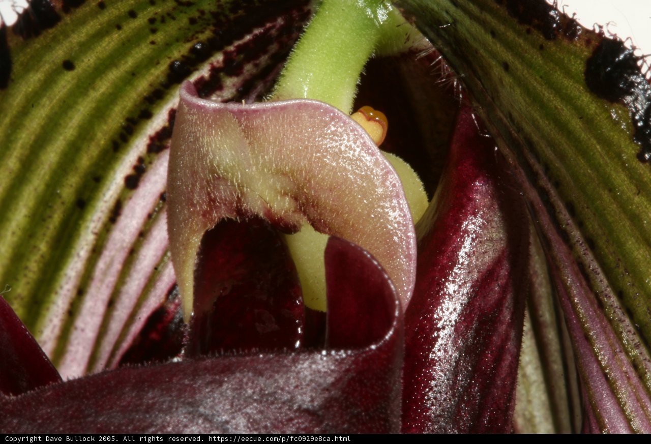 Vibrant Orchid Blossom