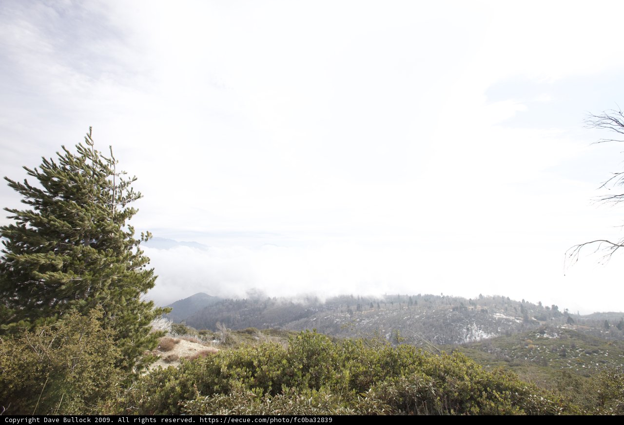 Snow covered mountain and evergreen tree
