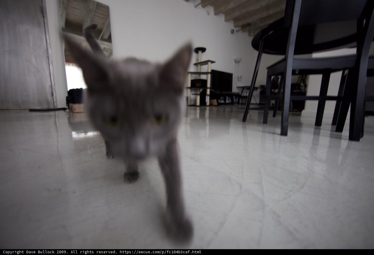 Feline Interior Design