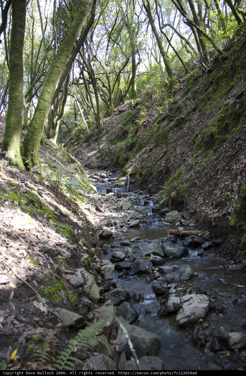 Serene Stream in the Forest