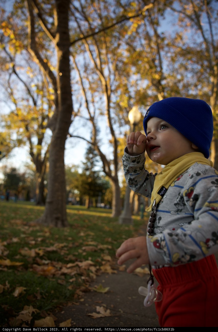 A Day in the Park: Wesley's Fruitful Adventure