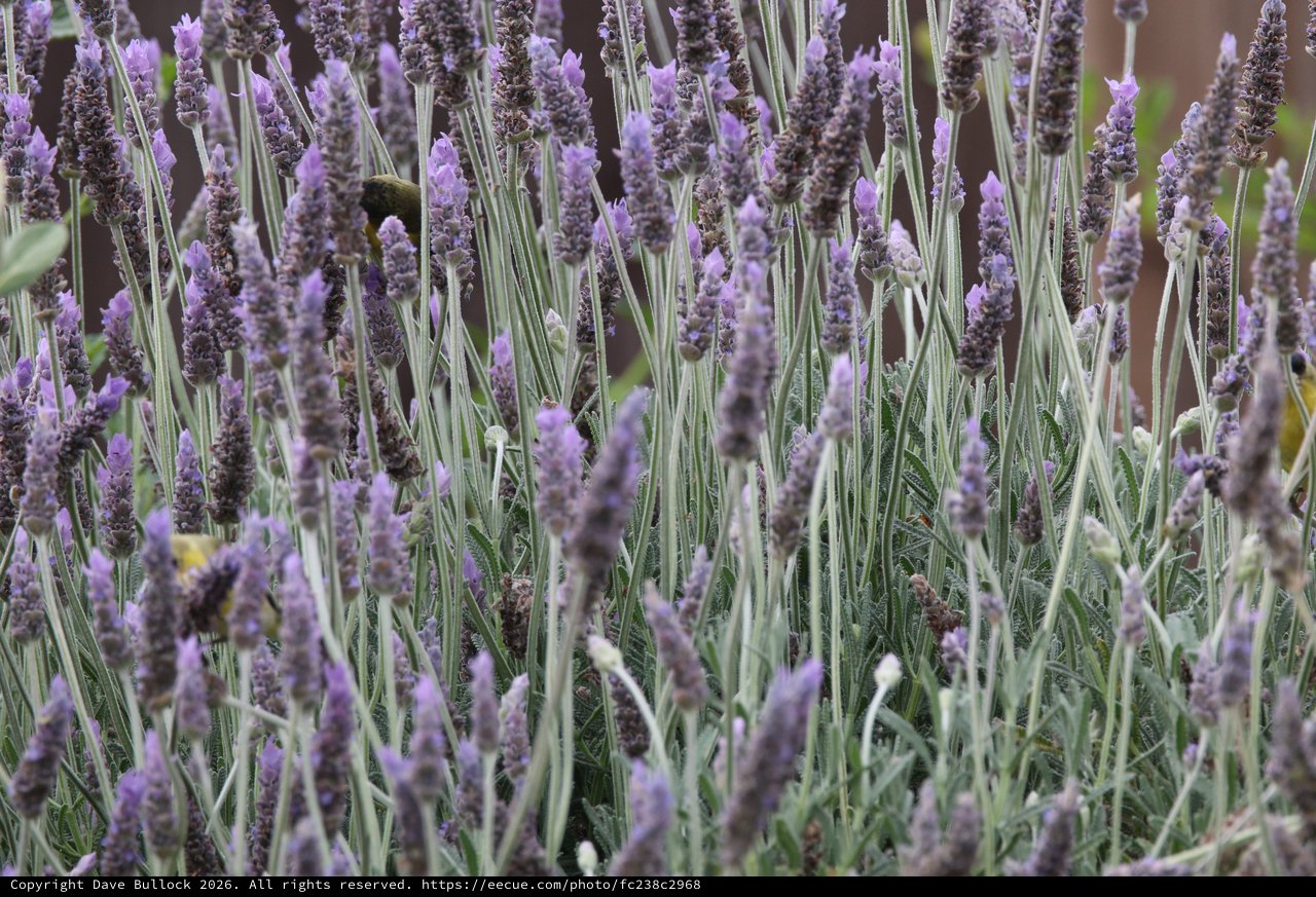 Lavender Field in Sharp Focus with Purple Blooms