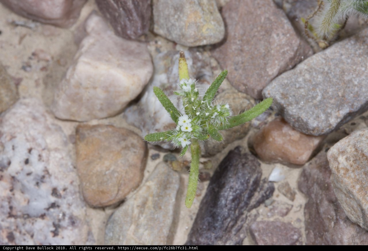 Rocky Growth