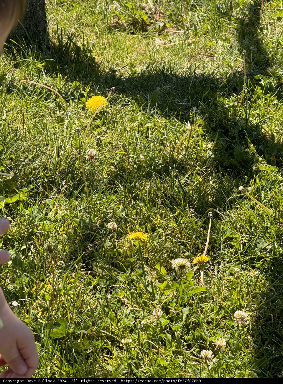 Spring Whispers: A Moment in the Meadow