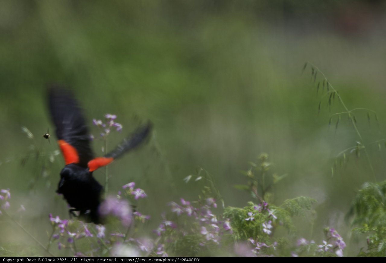 Flight in Blossom