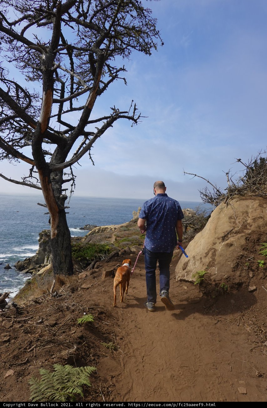 A Walk with My Furry Companion