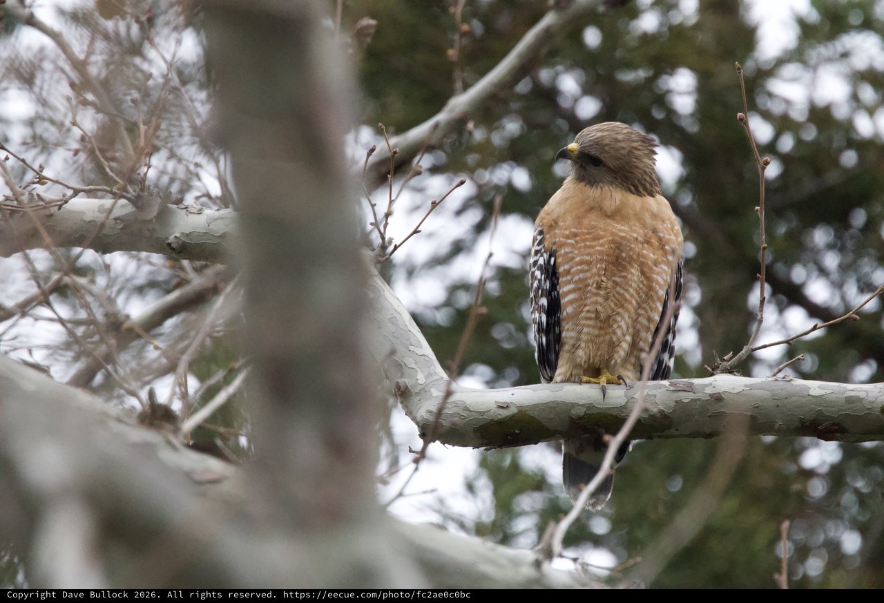 Red-shouldered Hawk Perched on Winter Branch