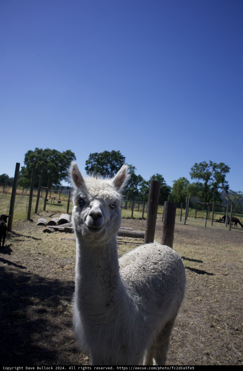 Curiosity at Calistoga