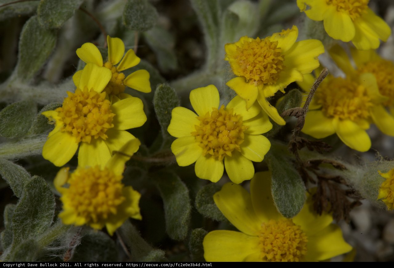 Blooming Yellow Flowers