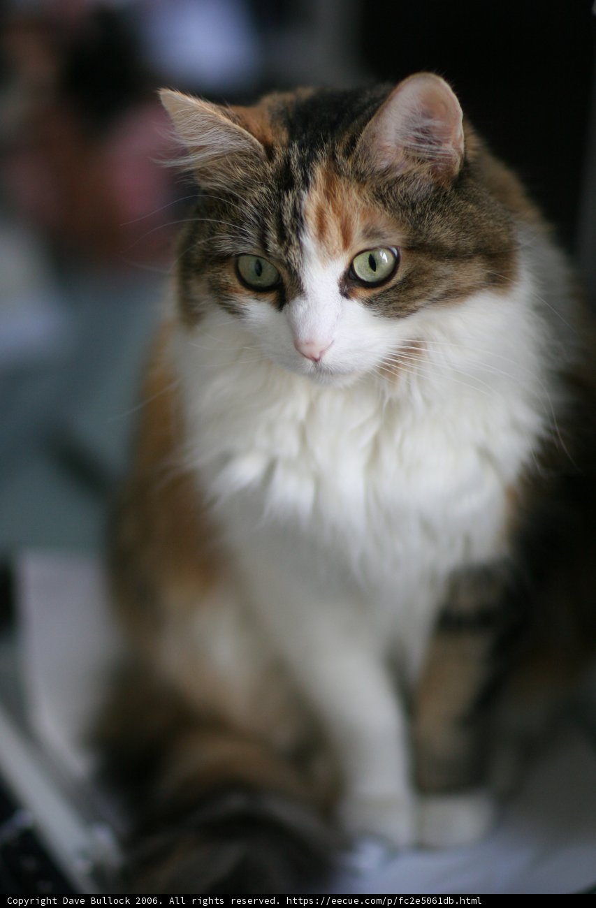 Regal Feline