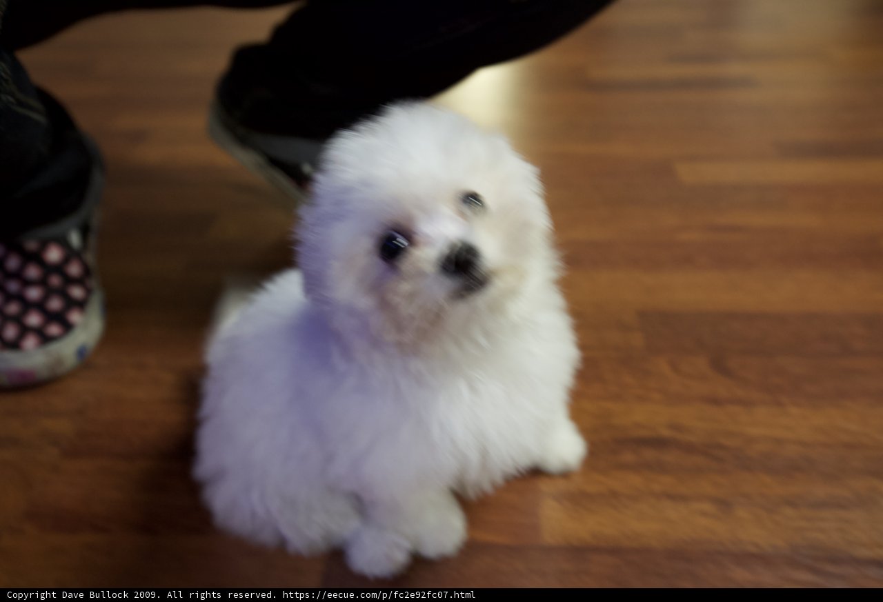 Comfy Canine on Hardwood Floor