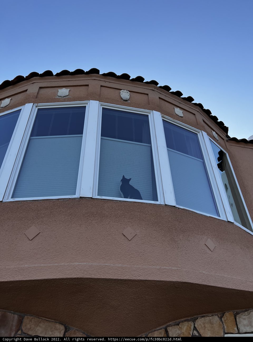 Feline on Display