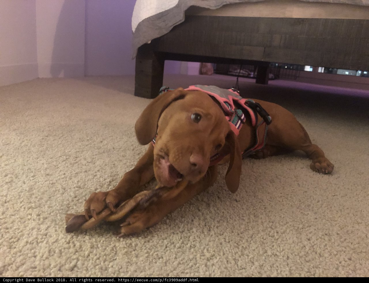 Playful Pup