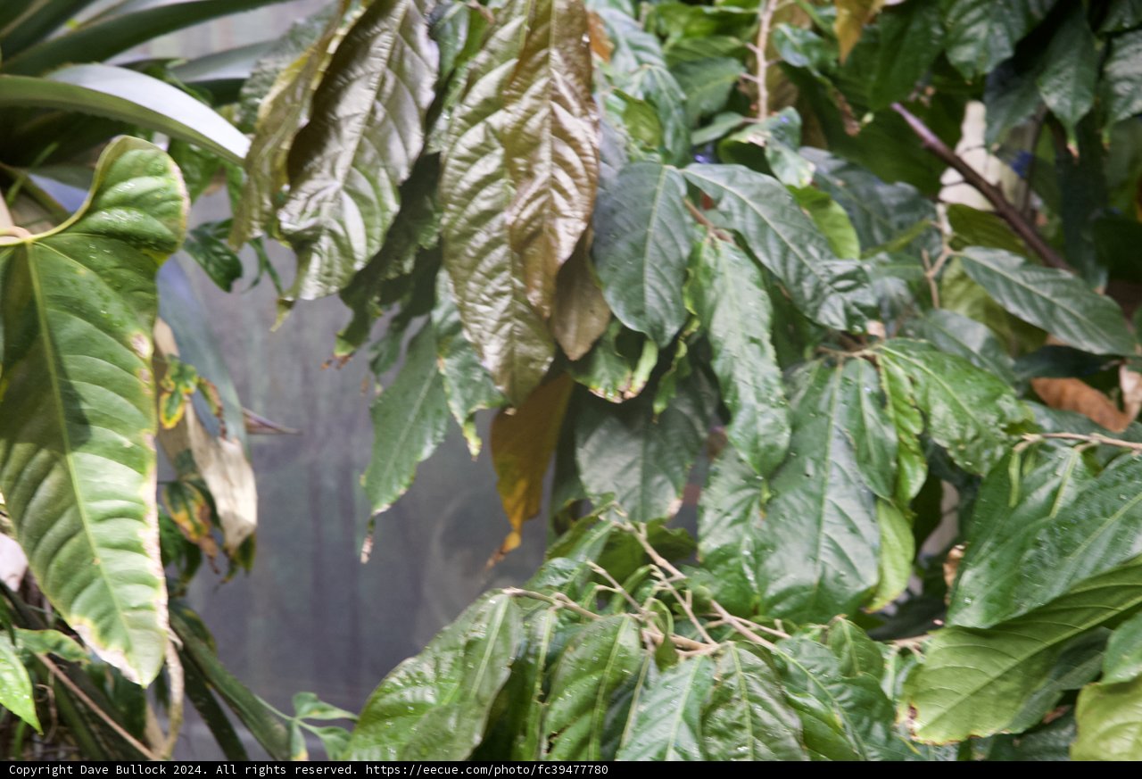 The Behemoth of the Rainforest