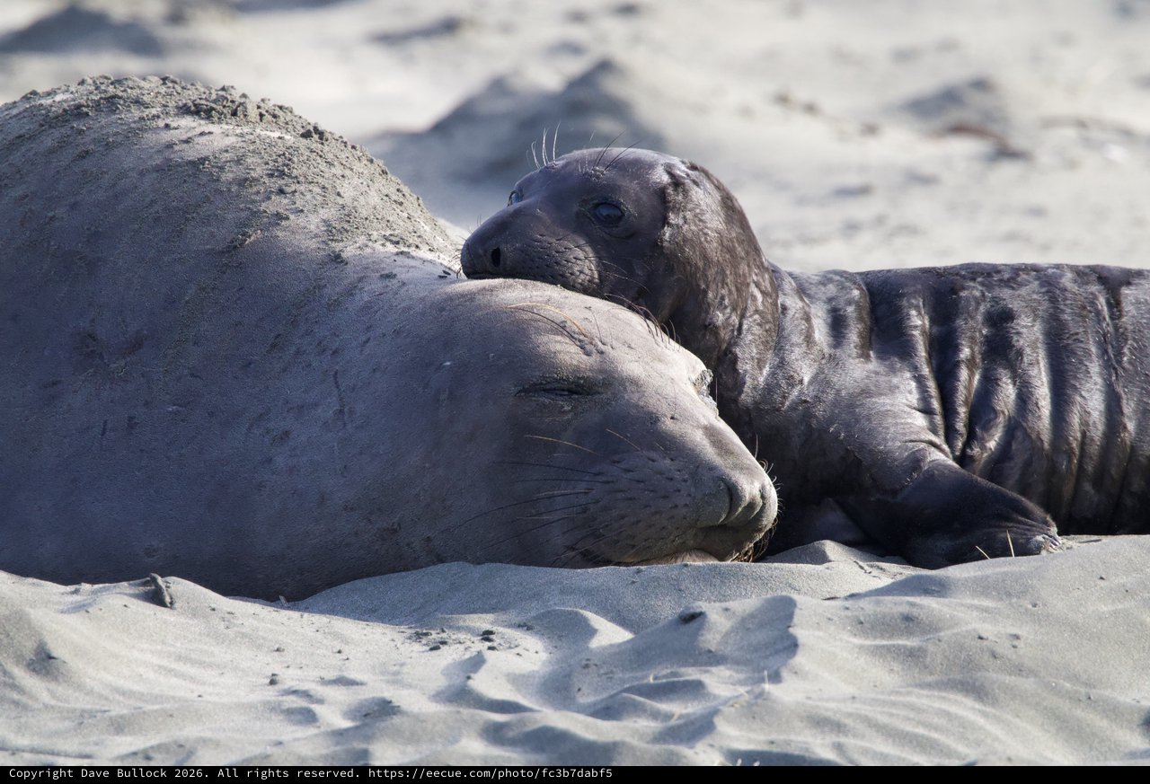 Mother and Pup Elephant Seals Resting on Sandy Beach