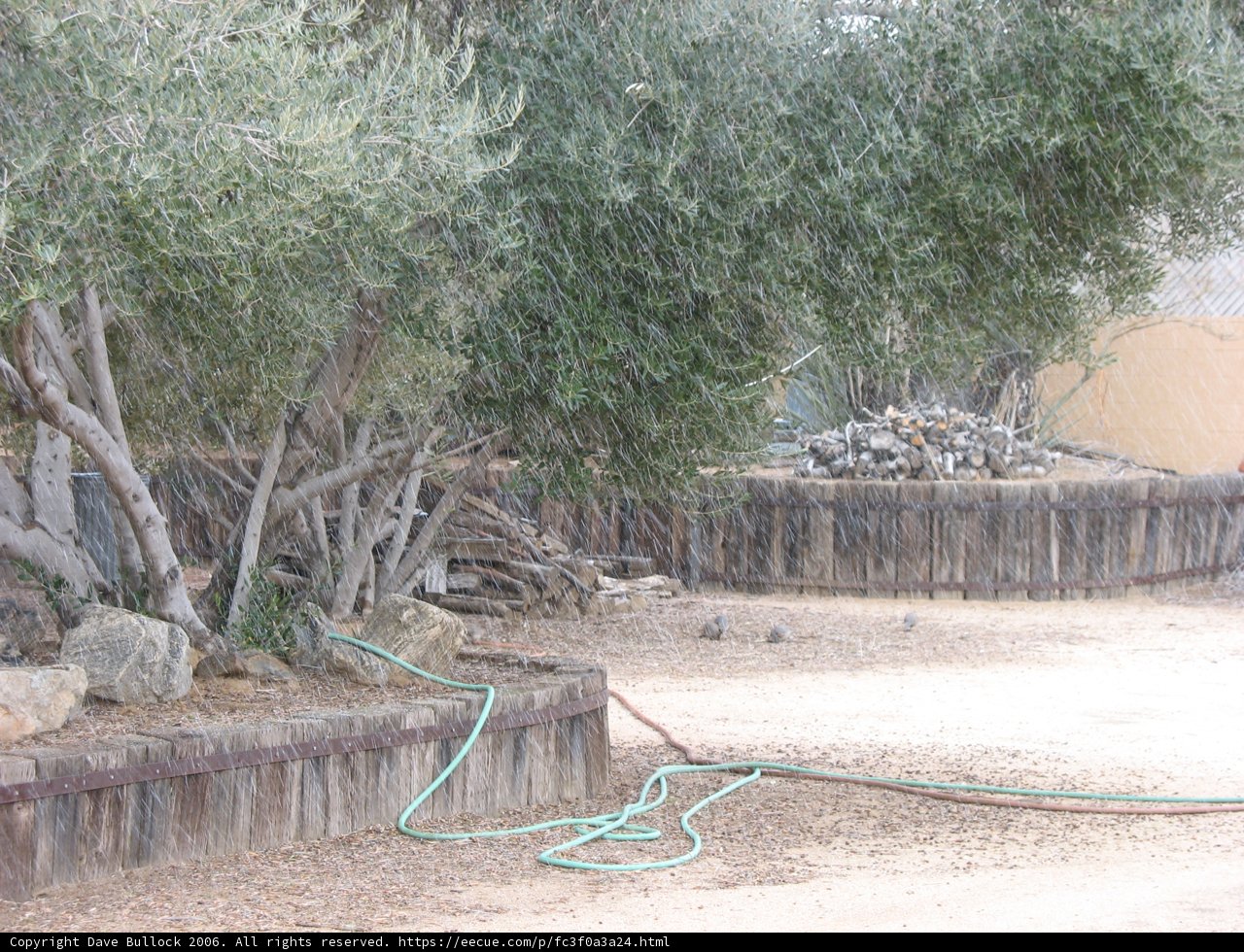 Giraffe Watering in the Garden