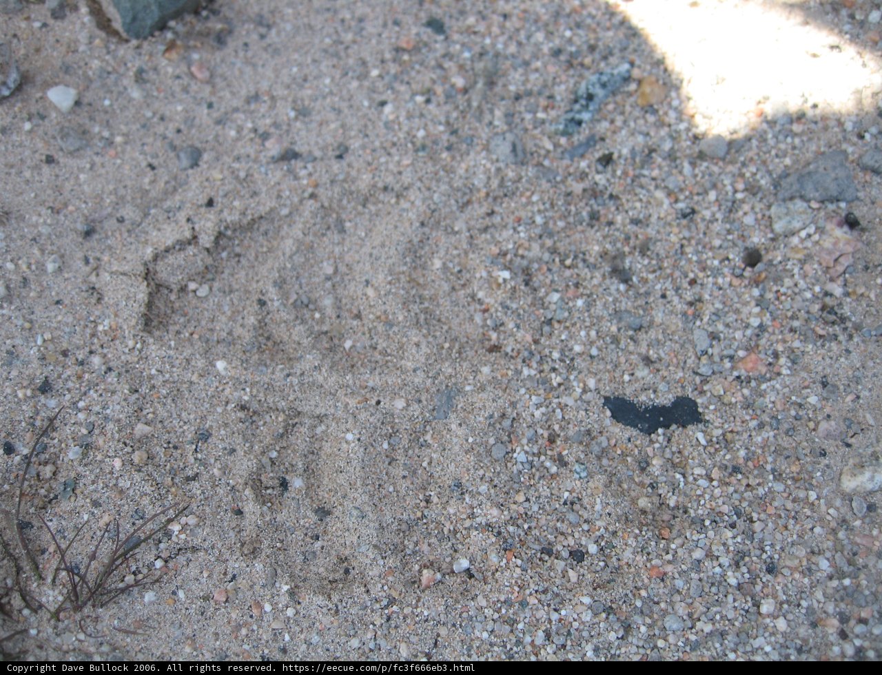 A Mystifying Trace in the Sand