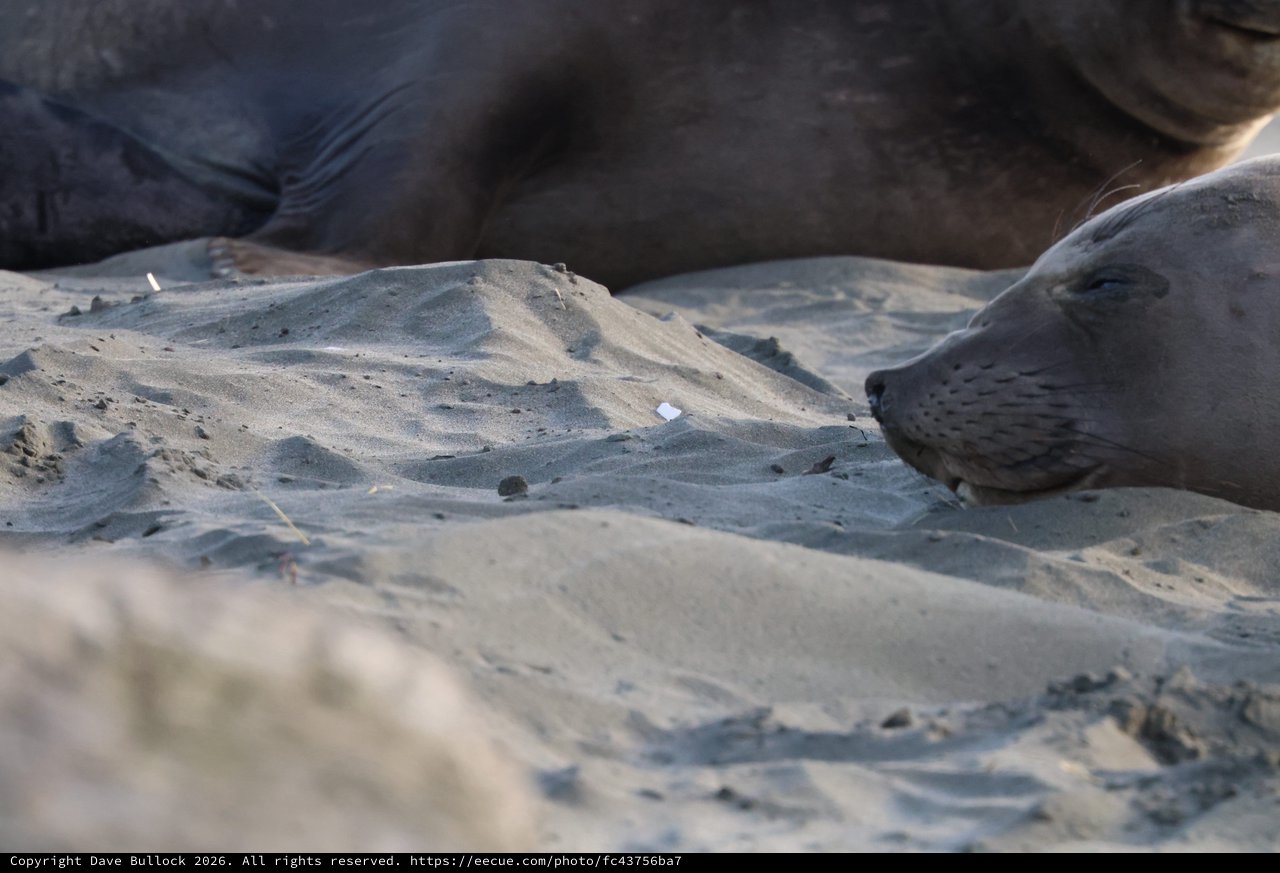 Elephant Seal Pups Resting on Sandy Beach