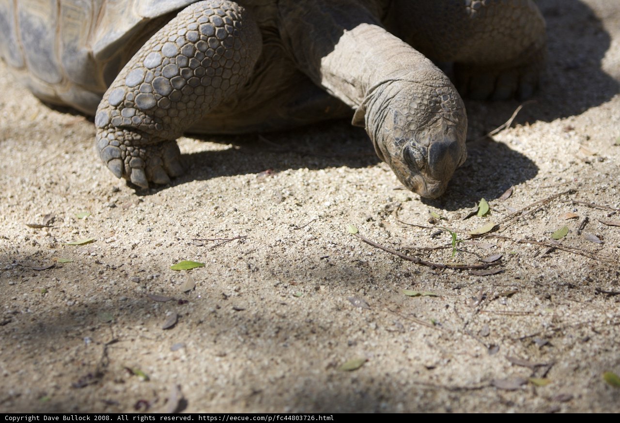 Hungry Tortoise