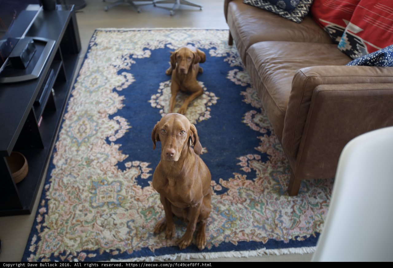 Pups Pawsing on a Plush Rug