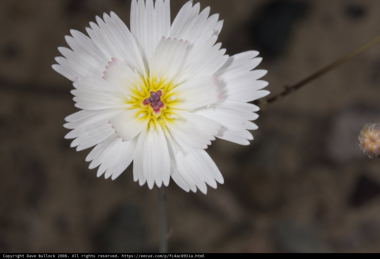 Desert Daisy