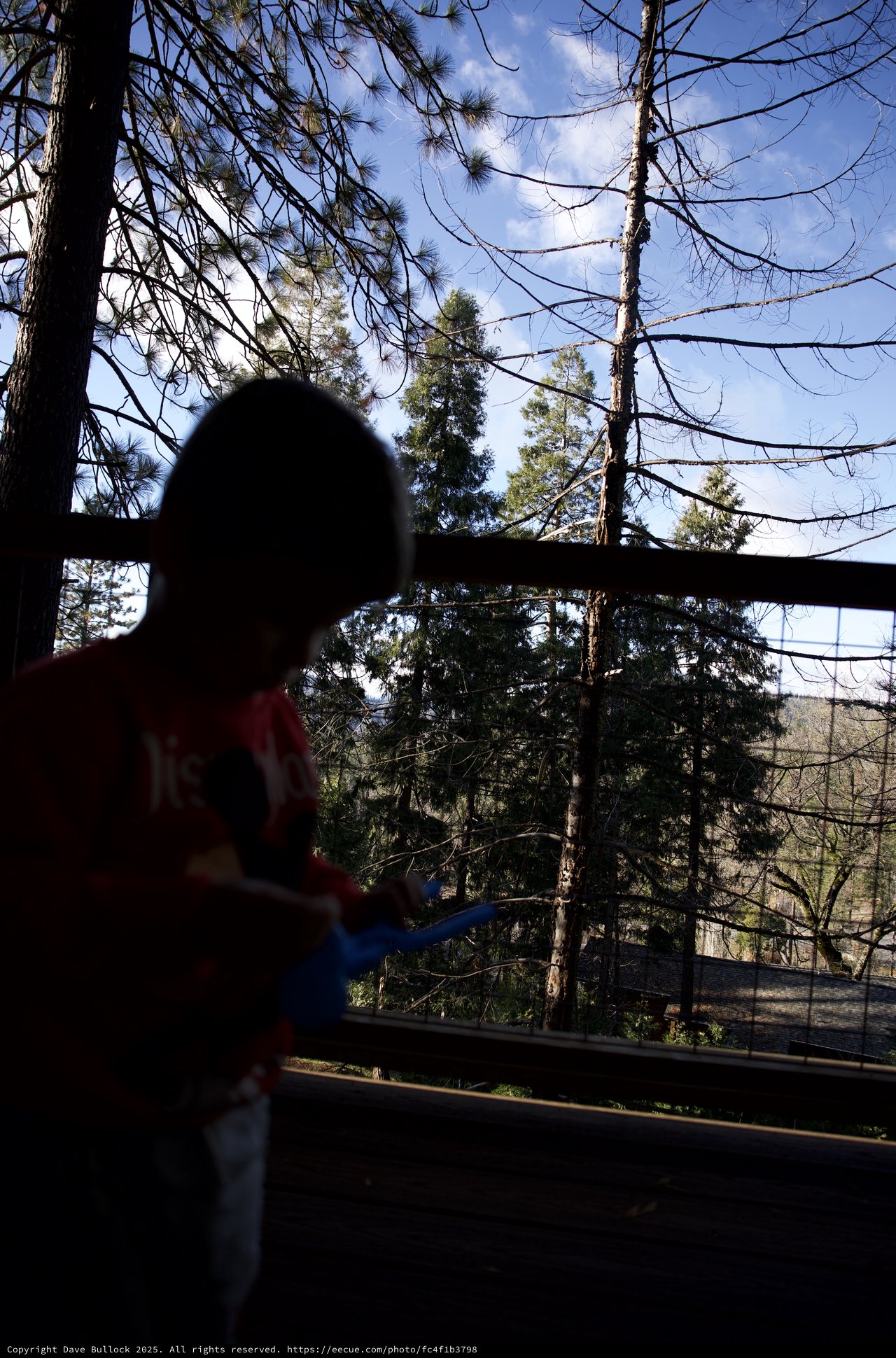 Mario Amiibo Silhouette Against Forest Canopy View