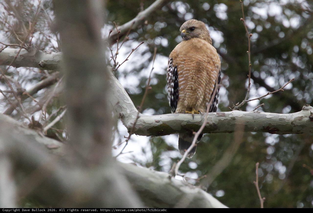 Red-shouldered Hawk Perched on Winter Branch