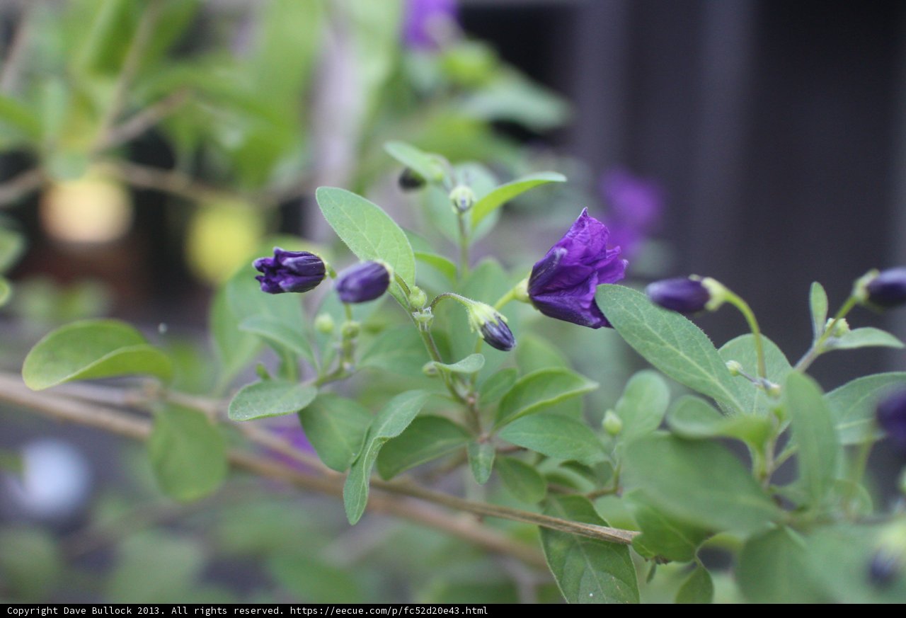 Geranium Flowers in California