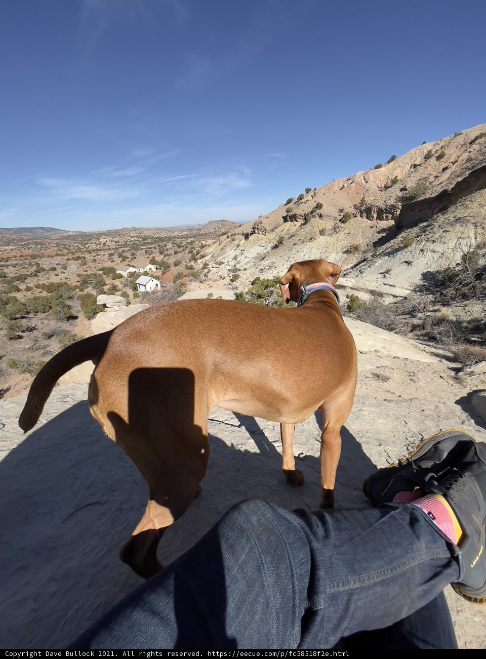 Desert Pup