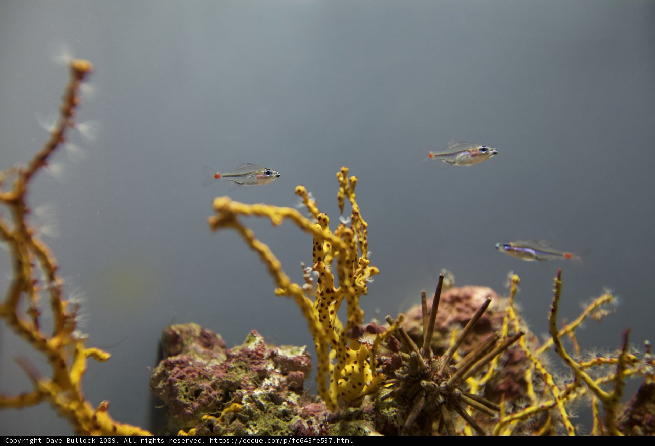 Underwater Adventures in the Coral Reef Aquarium