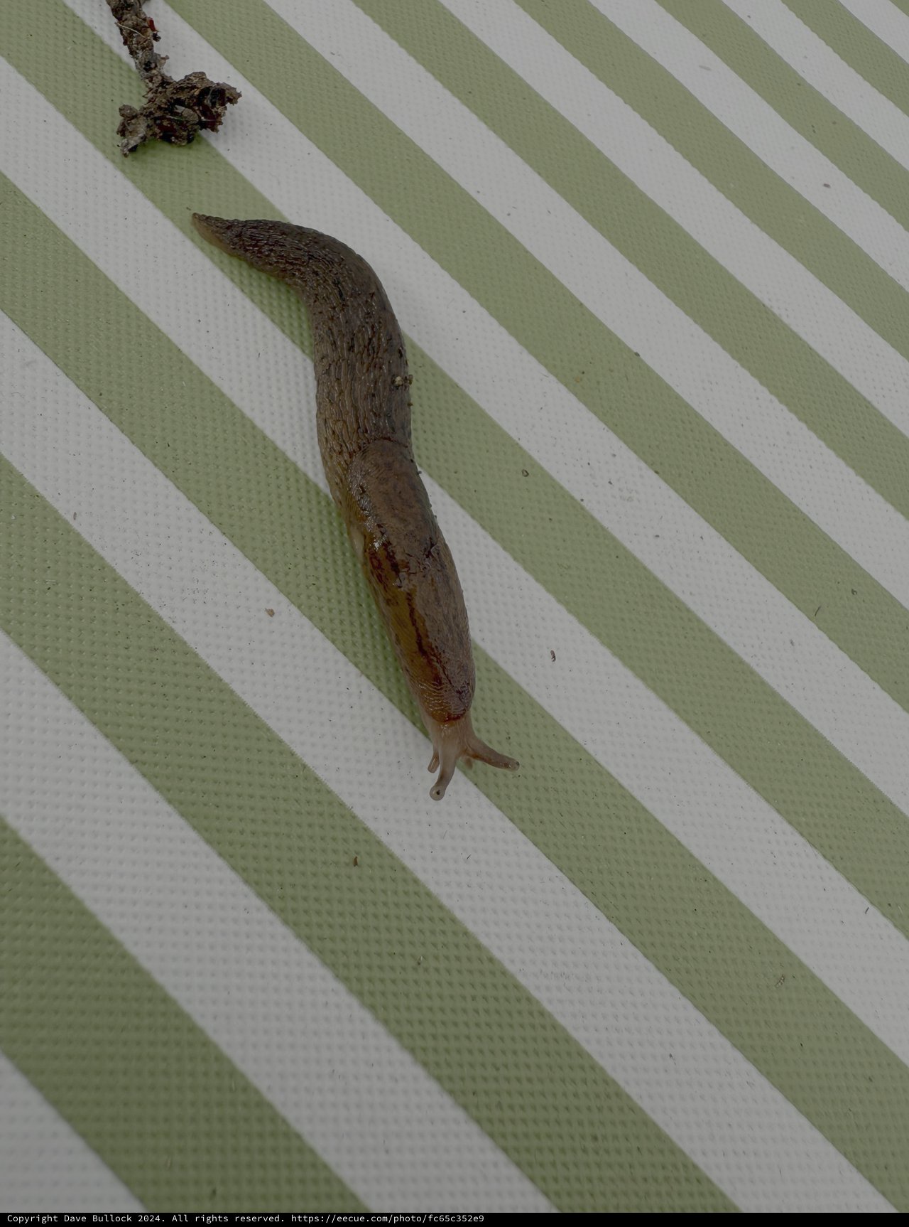 Slug Crawling on Green Striped Surface