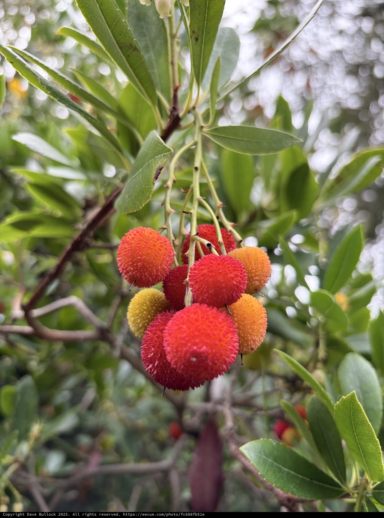 Strawberry Tree Fruits with Spiky Texture in Bloom