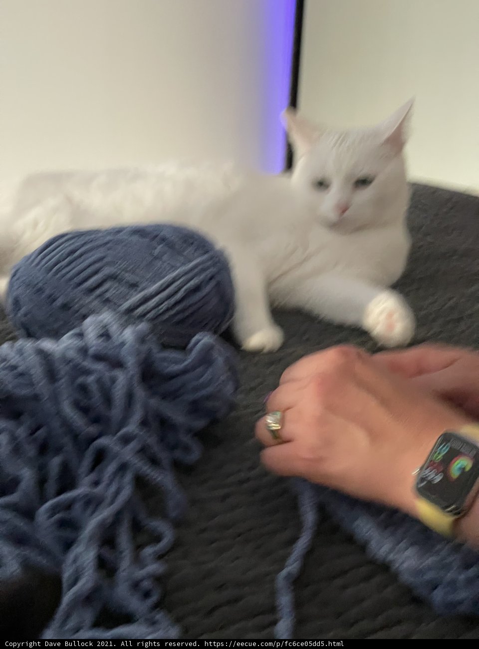 The Comfy Cat on the Linen Bed