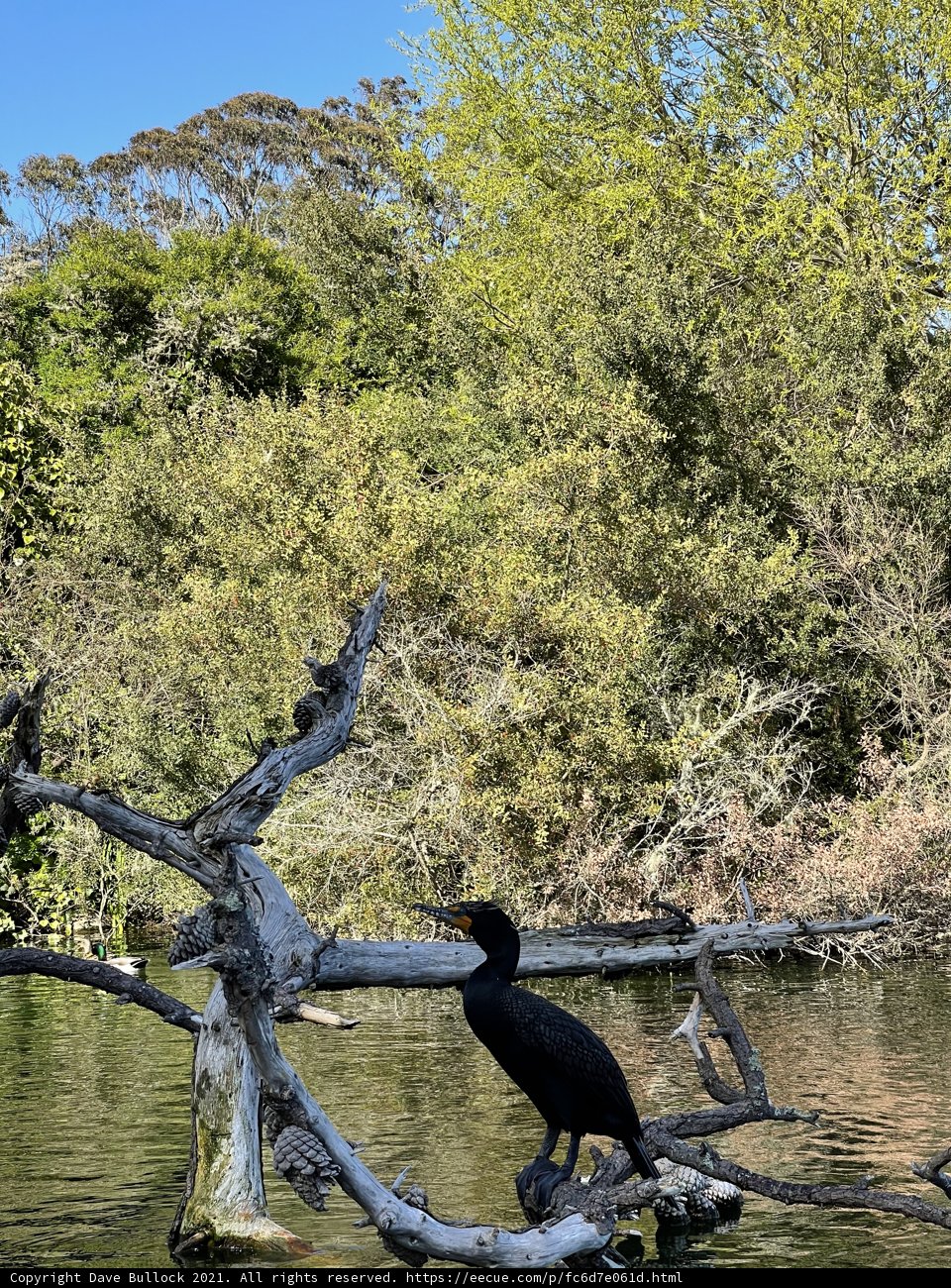 Cormorant perched on tree branch
