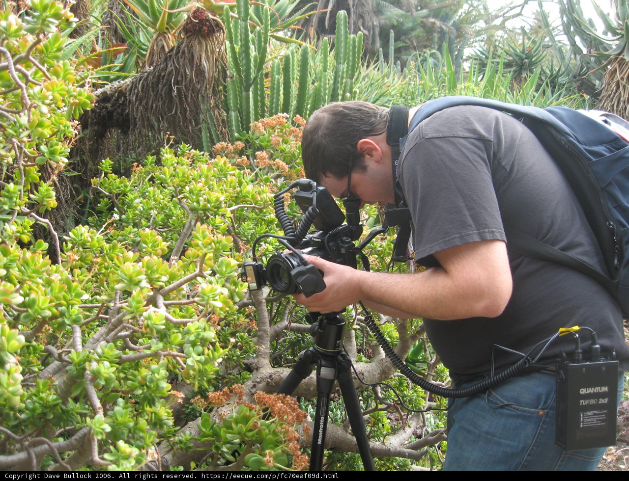 The Photographer and the Plant