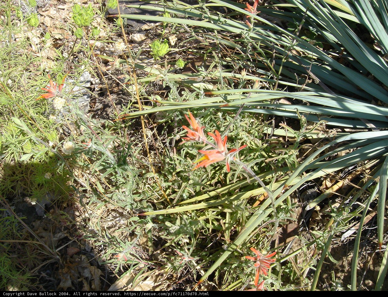 Blooming Red Agavaceae