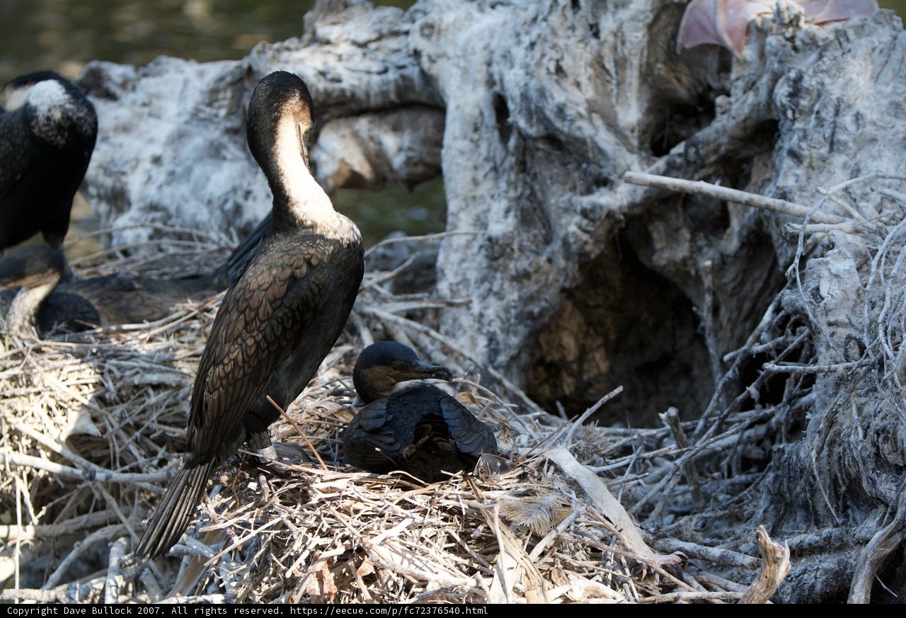 A Group of Cormorants on their Nest