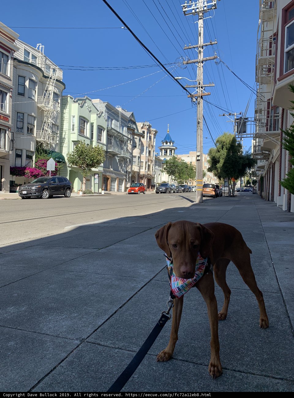 A Canine's Walk in the City
