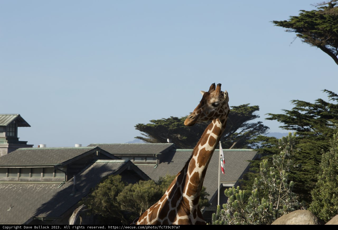 Urban Safari: A Giraffe's Grandeur