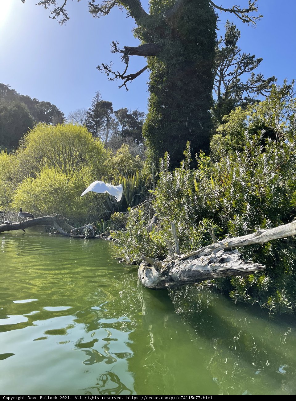 Flying High Over Stow Lake