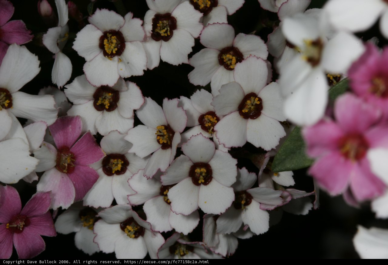 A Beautiful Bouquet of Geraniums