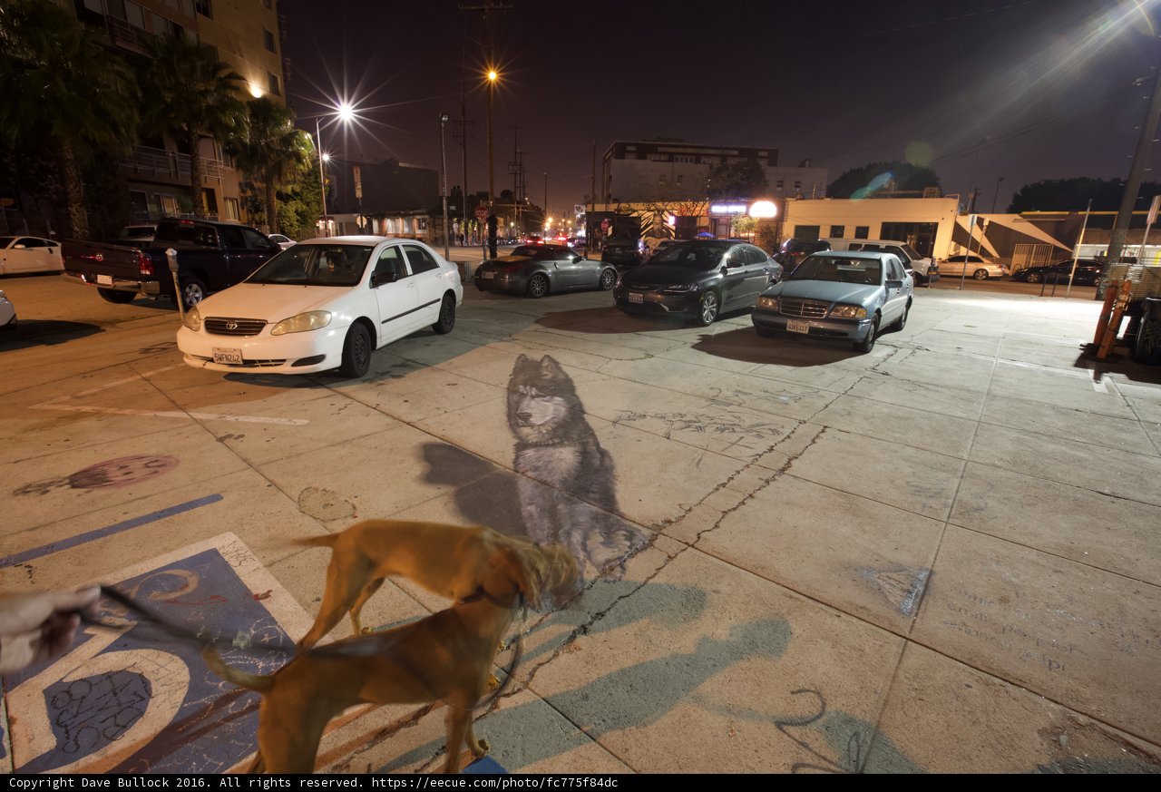 A Canine Companion in a Parking Lot