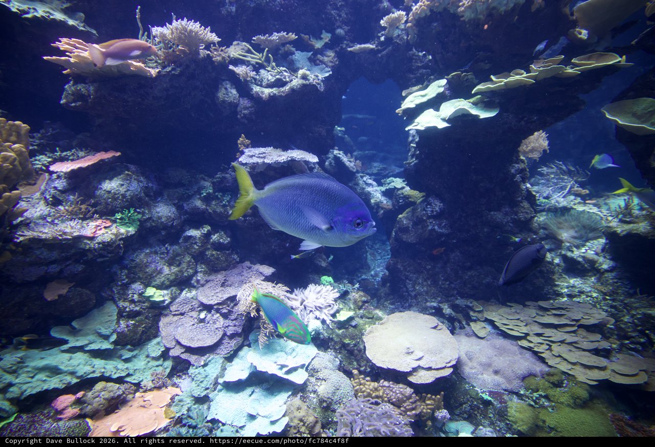 Blue Fish Swimming Through Vibrant Coral Reef Ecosystem