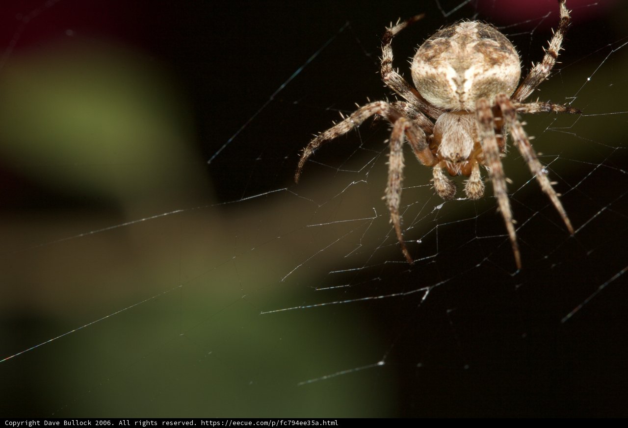 Garden Spider Takes a Break in Her Web