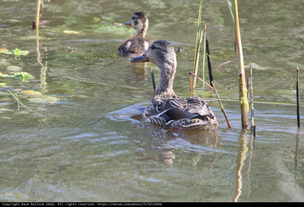 Female Mallard Duck with Ducklings in Shallow Wetland